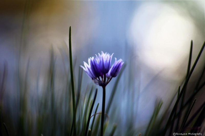 growth, day, vulnerability, fragility, selective focus, springtime, blue flowers, flowers, pink, beauty in nature, freshness, iris, sepal, flower, 1080P