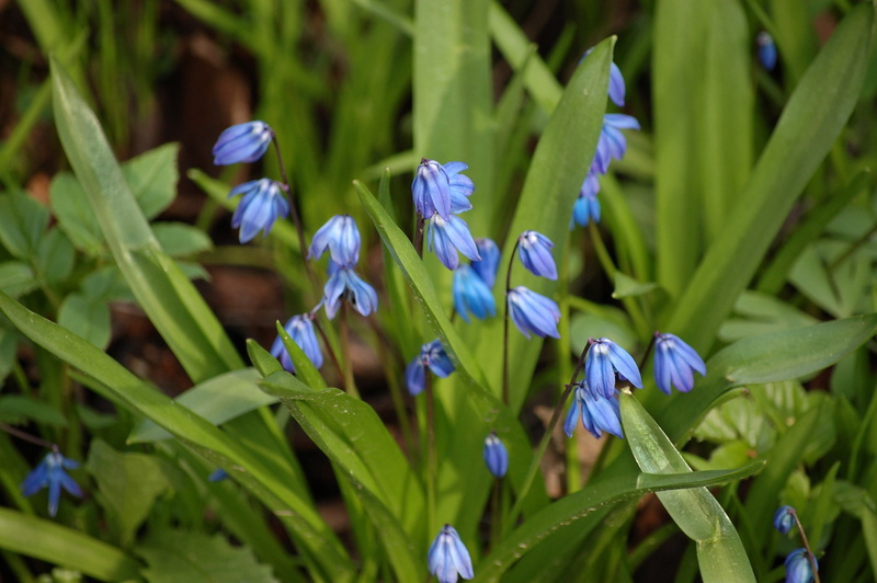 plants, flowers, growth, 2K, botany, flower head, beauty in nature, petal, selective focus, leaves, vulnerability, day, iris - plant, flower, iris, fragility