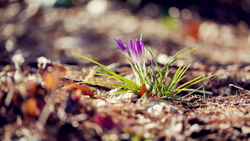 nature, land, no people, purple flowers, flowering plant, purple, leaf, 1080P, red, fragility, plant, iris, freshness, green, petal, flower, selective focus