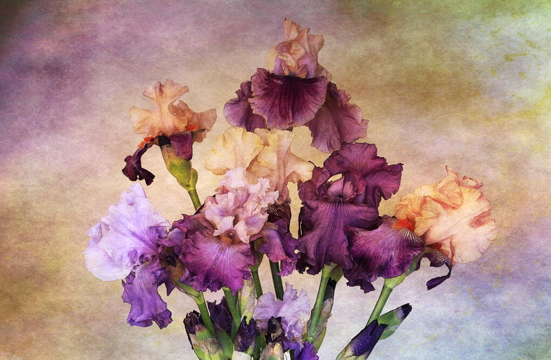 day, grunge, flowering plant, fragility, color Image, illustration, 1080P, close-up, brown, creativity, colors, background, bunch of flowers, petal, abstract