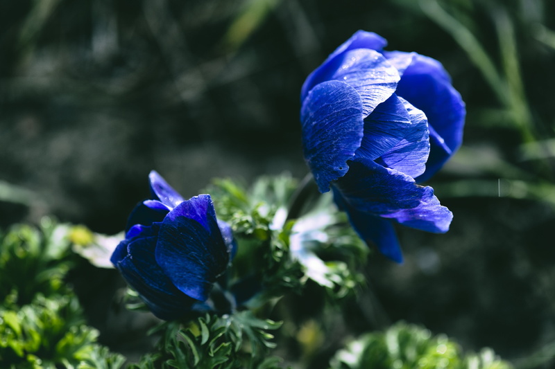 beauty in nature, focus on foreground, close-up, 4K, flower head, growth, flowering plant, day, nature, vulnerability, outdoors, plants, fragility, iris