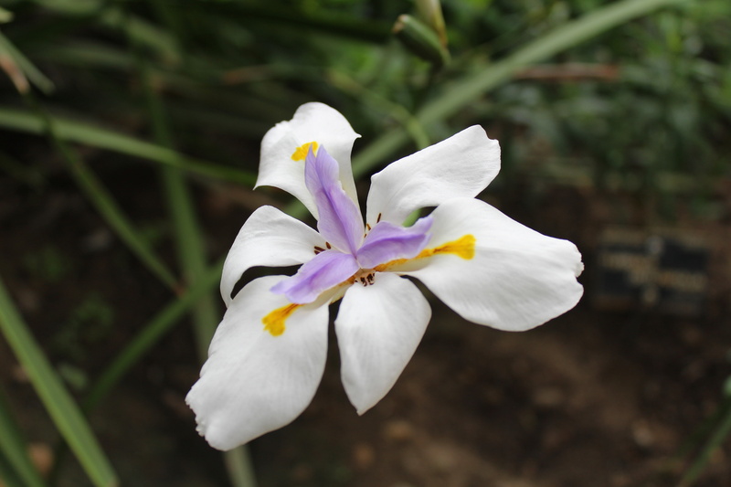 white color, fragility, iris, growth, freshness, plant, purple, nature, no people, close-up, iris - plant, colorful, vulnerability, inflorescence, 5K