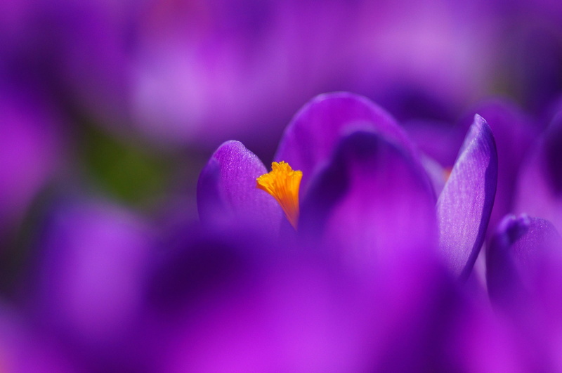 plant, beauty in nature, inflorescence, purple flowers, 2K, no people, freshness, iris, flowers, selective focus, flower, outdoors, fragility, growth