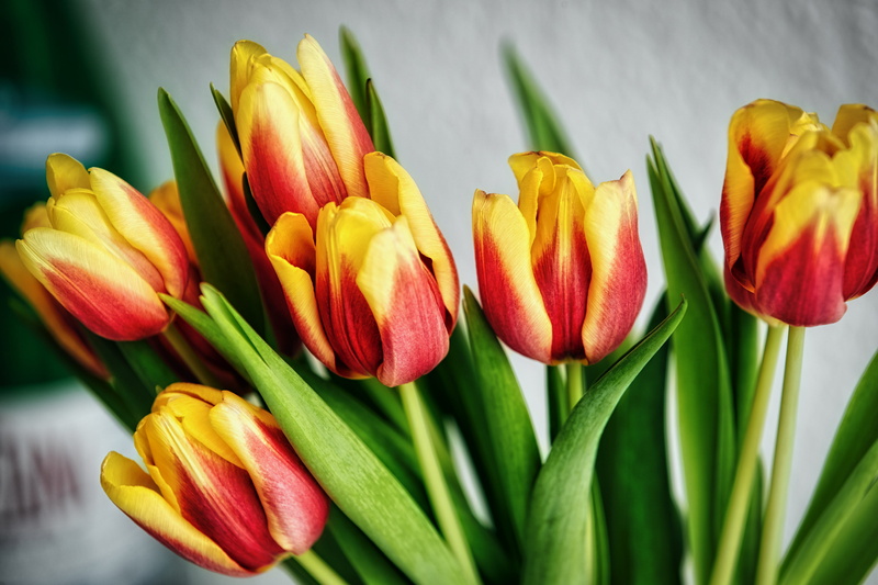 amaryllidaceae, multi colored, focus on foreground, spring, bunch of flowers, photo, blossom, yellow, flower bouquet, fragility, sprout, vulnerability
