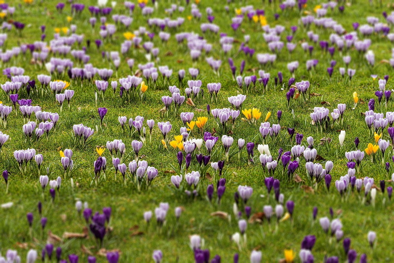 white, flower head, nature, growth, flowers, flowering plant, springtime, iris, backgrounds, softness, beauty in nature, flowerbed, flower, freshness, purple