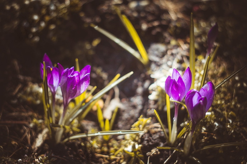 purple, petal, crocus, nature, vignette, purple flowers, plant, field, selective focus, freshness, Latvia, iris, day, land, flowering plant, no people