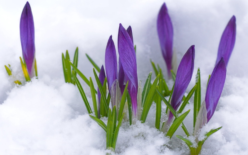purple, snow, 1080P, nature, freshness, flowerbed, vulnerability, christmas, frost, flower, iris, no People, ice, plant, cold - Temperature, beauty In Nature