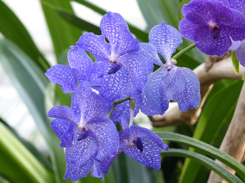 strong, beauty in nature, lilac, flower, blue, no people, close-up, iris - plant, blossom, bunch of flowers, vanda, fragility, botany, orchid, vanda orchid