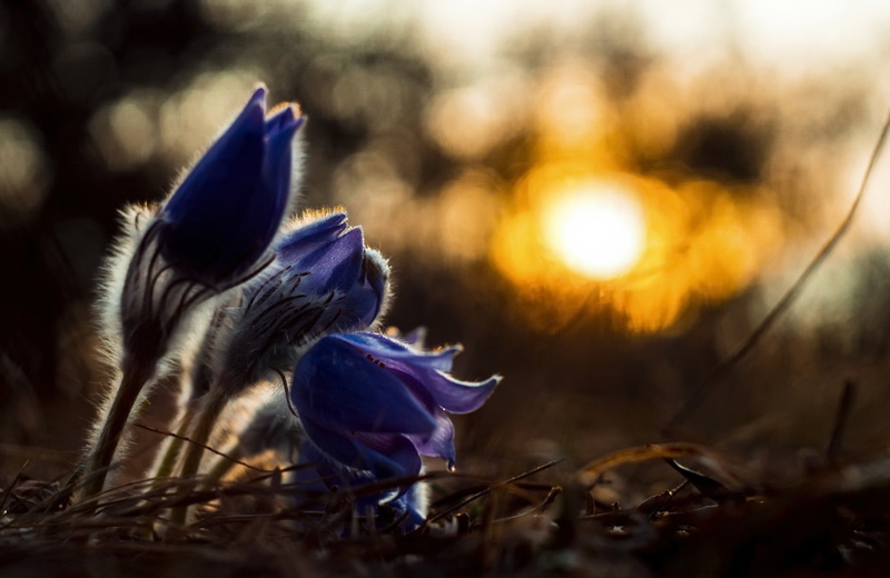 no people, sunset, crocus, purple, 1080P, flowering plant, iris, growth, petal, flowers, inflorescence, fragility, plant, flower, dark, beauty in nature
