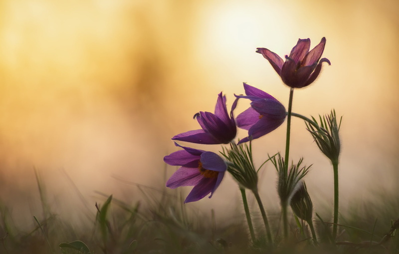 purple, fragility, nature, pink color, flowers, flowering plant, iris, 1080P, plant, flower, freshness, close-up, outdoors, no people, vulnerability, growth