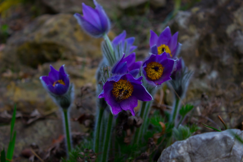 no people, flower, iris, land, close-up, day, vulnerability, purple, petal, flowers, plant, freshness, pollen, nature, field, beauty in nature, growth