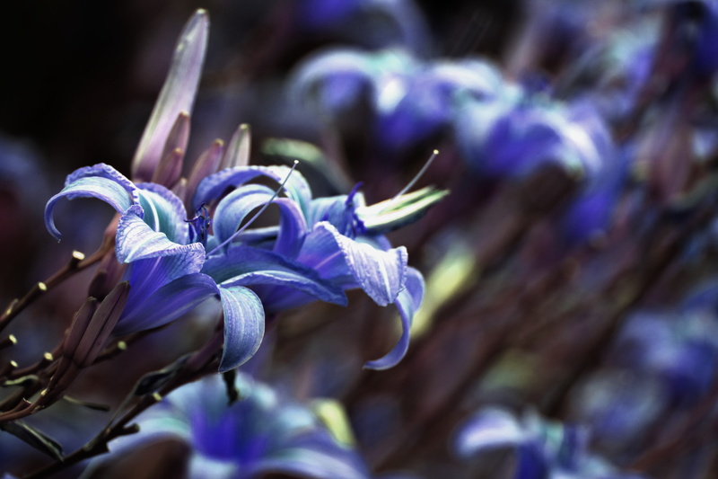 day, flower, freshness, vulnerability, focus on foreground, petal, purple, selective focus, inflorescence, close-up, botany, depth of field, flowers, outdoors