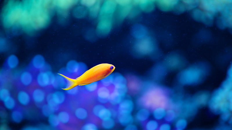 2K, tiny, fish, aqua, yellow, animals, orange