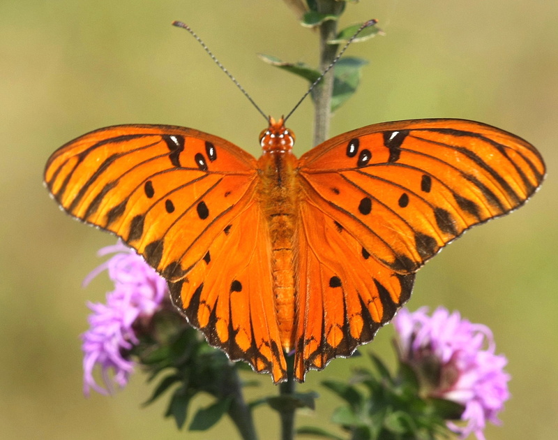 star  North Carolina, Gulf Fritillary, multi Colored, butterfly, close-up, Special, butterfly - Insect, richmond county, gulf, 1080P, insect, yellow, nature