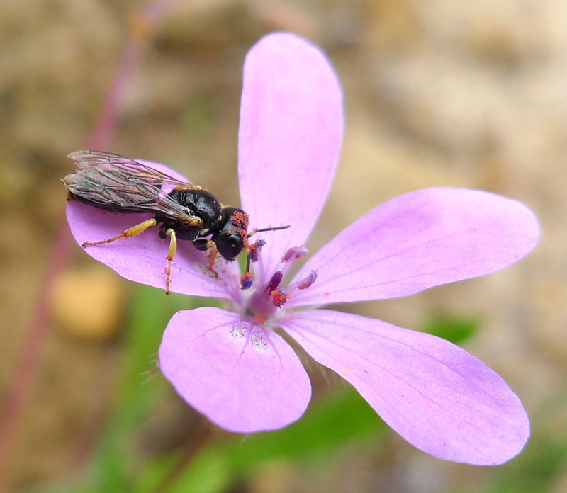 animal, black Wasp, wasp, crabronid, Flower, close-up, lavender, Cranesbill, 720P, photo, bee, Crabronidae, macro, Crabronid Wasp, close up, plant, summer