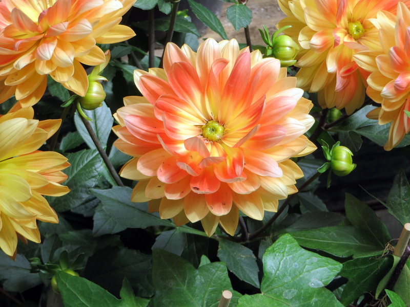 freshness, inflorescence, leaf, beauty in nature, no people, orange, fragility, 4K, growth, day, green color, flowering plant, flower arrangement, vulnerability