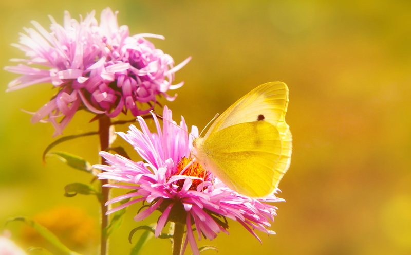 orange, aster, pink flower, inflorescence, petal, focus on foreground, fragility, flower head, flower, flora, close-up, butterfly - insect, asteraceae