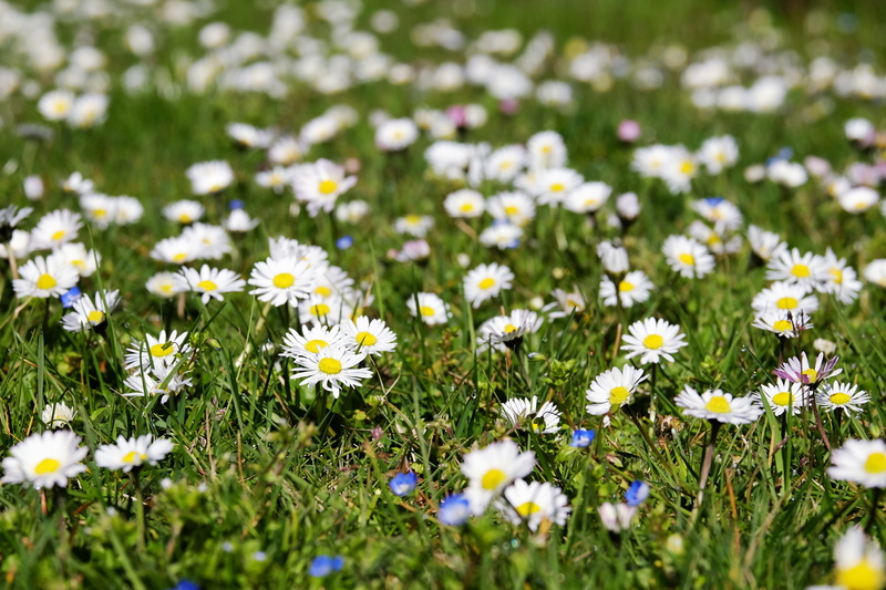 springtime, multiannual daisy, petal, bloom, plant, beauty in nature, grass, 4K, yellow, bellis philosophy, meadow, flower, fragility, flowering plant