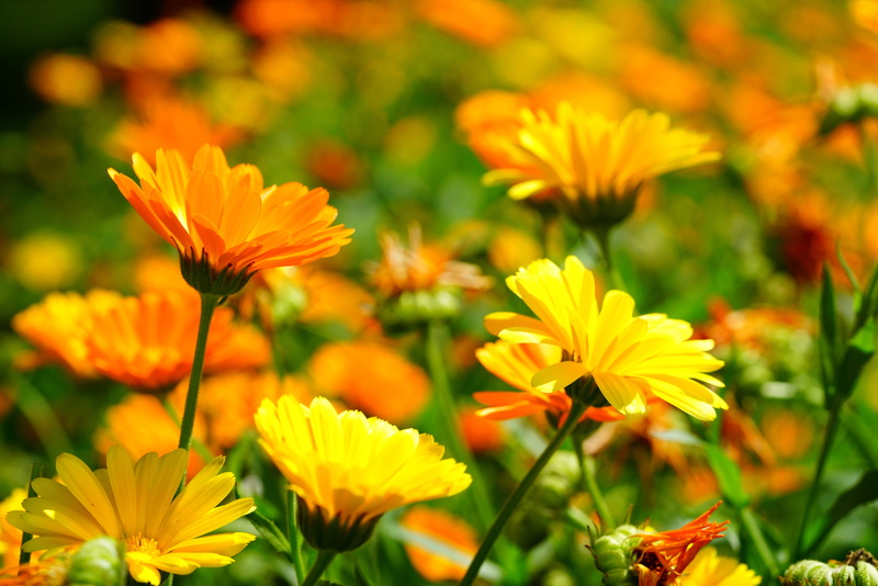field, bloom, yellow orange, petal, naturopathy, fragility, 8K, flower, outdoors, vulnerability, no people, beauty in nature, blossom, sun swirls, freshness