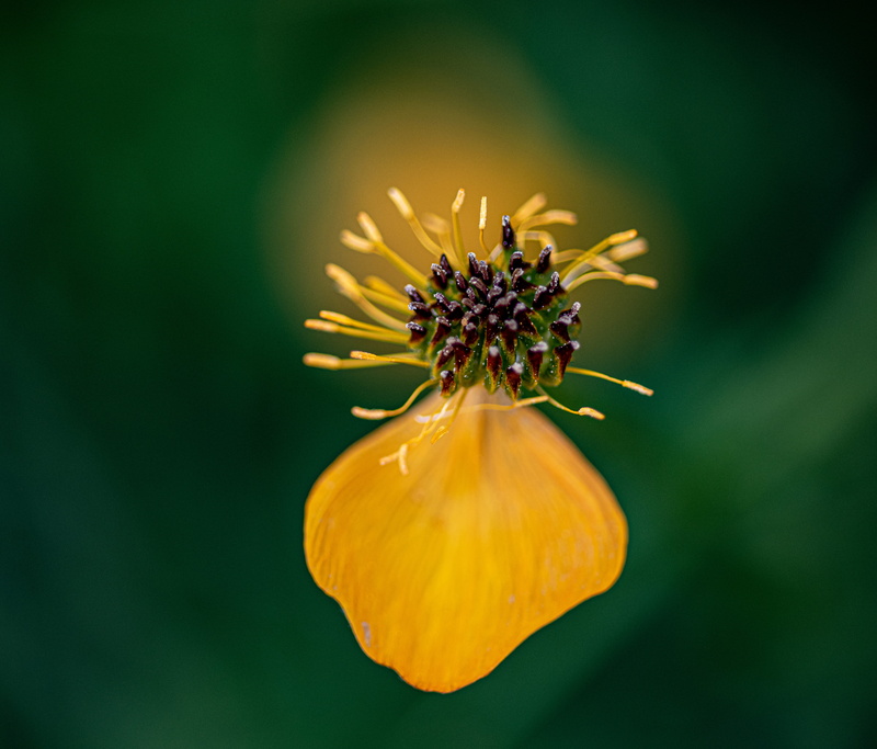 flower head, beauty, acanthaceae, 5K, flower, asteraceae, focus on foreground, outdoors, growth, geranium, pollen, flowering plant, bud, anther, inflorescence