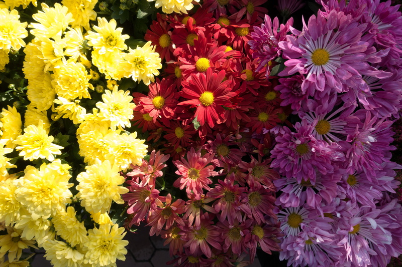 growth, beauty in nature, genus, pollen, flower, day, violet, no people, full frame, vulnerability, backgrounds, aster, flower head, flower arrangement