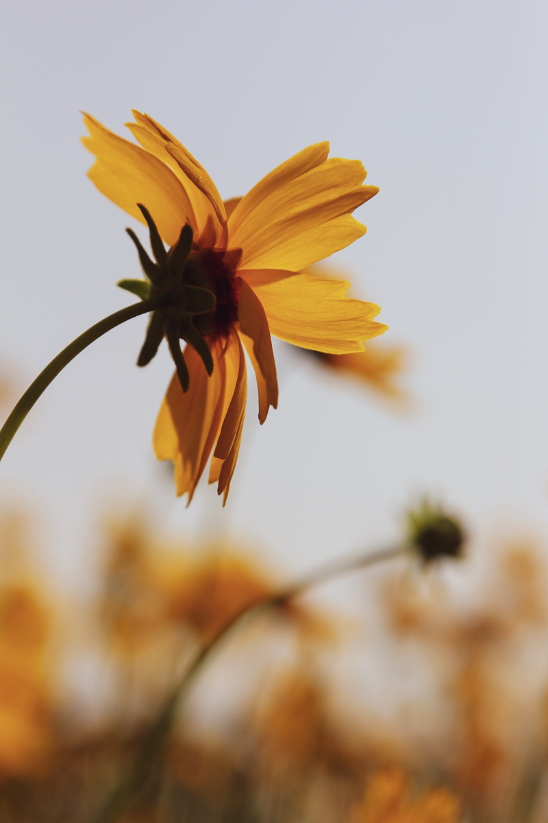 anther, sunflower, yellow, petal, vegetable, plant, treasure flower, vulnerability, daisies, blossom, sepal, freshness, growth, produce, food, selective focus