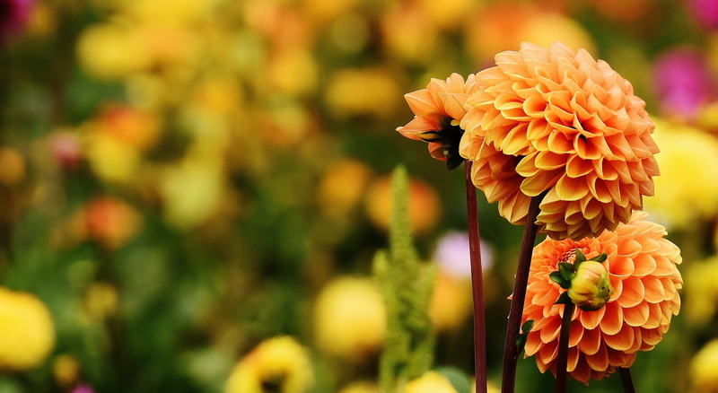 flower garden, blossom, growth, plant, dahlias, bloom, garden, 2K, fragility, ornamental flower, dalia, dahlia, focus on foreground, vulnerability, no people