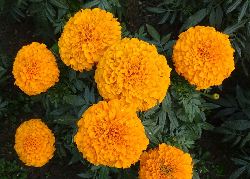 marigold, jhenduphool, season, tagetes erecta, petal, orange color, yellow, full frame, flowering plant, india, plant part, inflorescence, outdoors, gondephool