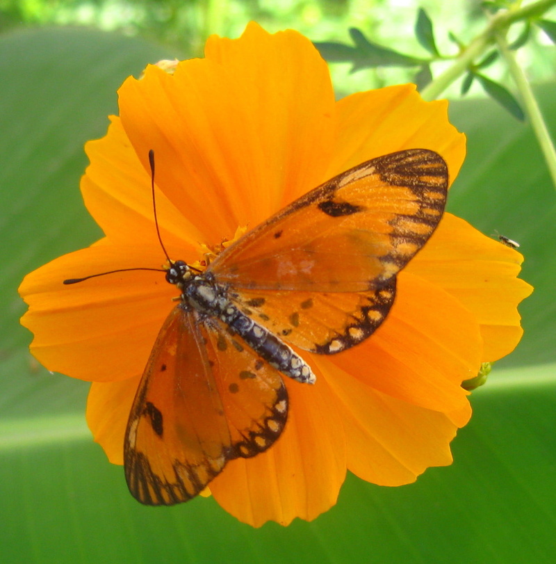 summer, orange Color, insect, close-up, multi Colored, Mozambique, flower, black, binomial, Nymphalidae, Hyalites eponina, Dancing, Moçambique, macro, Bidens