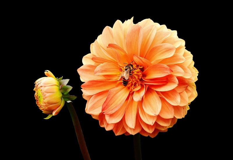 pink, vulnerability, close-up, asteraceae, bees, flower garden, dahlia garden, animal wildlife, bee, fragility, petal, dahlia, dahlias, blossom, flowering plant