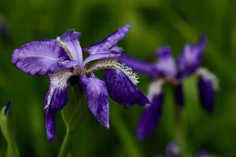plant, blossom, animal, focus on foreground, flower, petal, crocus, inflorescence, bee, iris, amaryllidaceae, beauty in nature, geranium, flowering plant