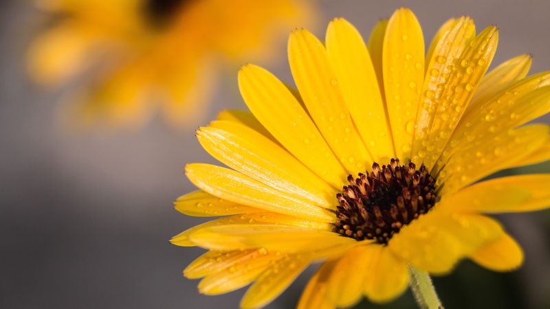 no people, flower head, pollen, freshness, yellow, growth, gazania, fragility, soft focus, nature, vulnerability, selective focus, inflorescence, 4K, beauty in nature