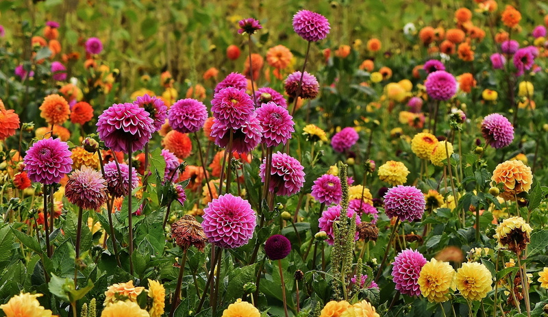 flowerbed, pink, springtime, medicine, garden, ornamental garden, dahlia, fragility, plant, botany, flowers, flower head, growth, vulnerability, blossom