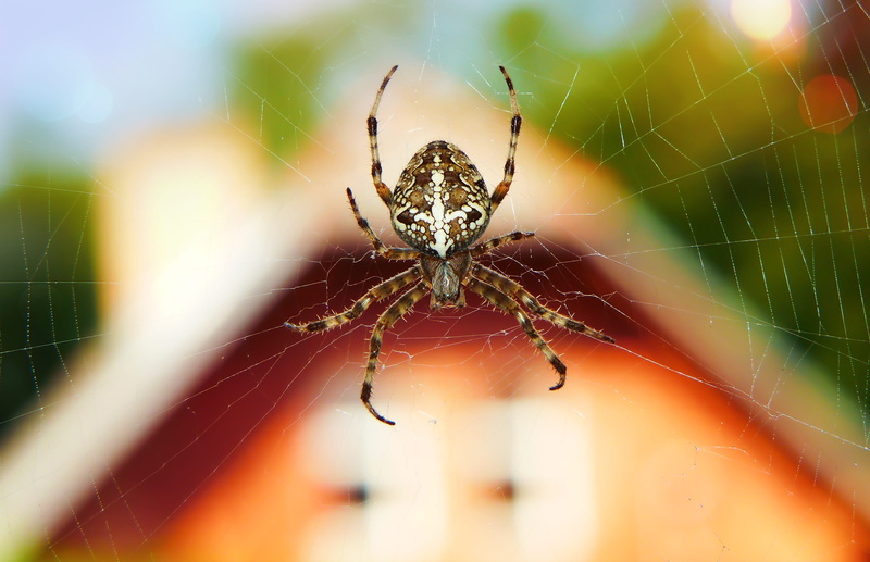 grasshoper, animal, nature, fragility, complexity, insect, selective focus, animal body part, animal wildlife, blossom, vulnerability, spider, animal themes