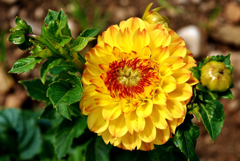 bloom, 5K, growth, day, focus on foreground, close-up, autumn, inflorescence, garden, flower head, leaf, blossom, green color, flora, Dahlia, plant, nature
