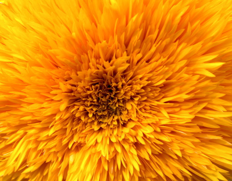 clustered, sunflower, close-up, chrysanthemum, thistle, nature, flower, treasure flower, no people, asteraceae, full frame, inflorescence, flower arrangement