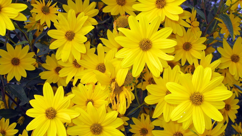 flowering, fake, species, plants, heliopsis, asteraceae, sunflower, yellow, family, 1080P, flowers, helianthoides