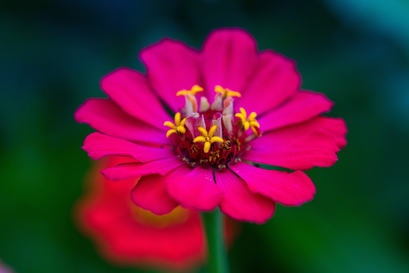 composites, bright, flower, nature, inflorescence, close-up, asteraceae, noble, greeting card, growth, congratulate, vulnerability, flower head, outdoors