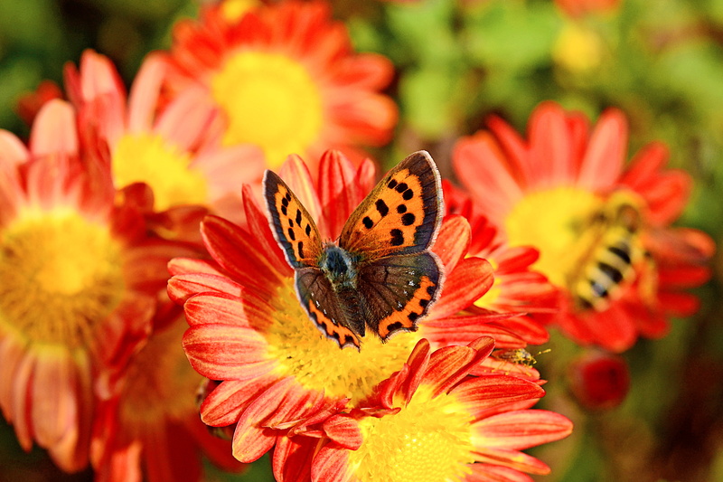 Asteraceae, Nikon  D5100, Small Copper, Lycaenidae, Chrysanthemum, Sweet, NIKKOR, butterfly - Insect, Fantastic, Photograph, F/1, Bokeh, Colorful, Autumn