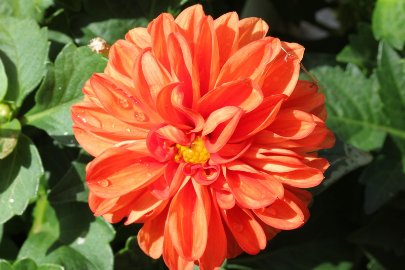 asteraceae, summer, freshness, red, plant, vulnerability, plant part, garden, leaf, focus on foreground, blossom, floral, dahlia, orange, beauty in nature
