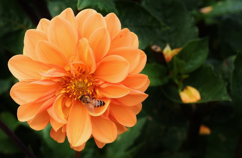 fragility, flower head, animal themes, dahlias, vulnerability, orange color, pollen, no people, flowering plant, flower, close-up, animals in the wild