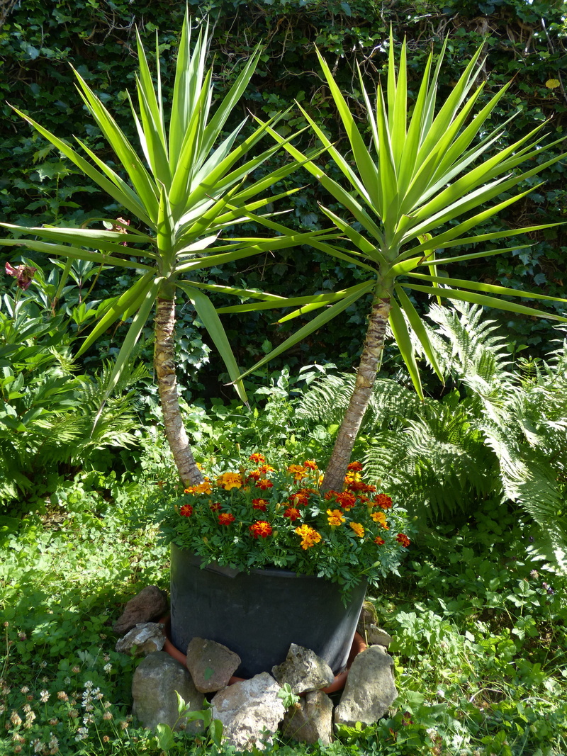 tranquility, blossom, land, colorful, foliage, flora, summer flower, color, giant yucca, flower head, flower, day, gardening, no People, beautiful, orange