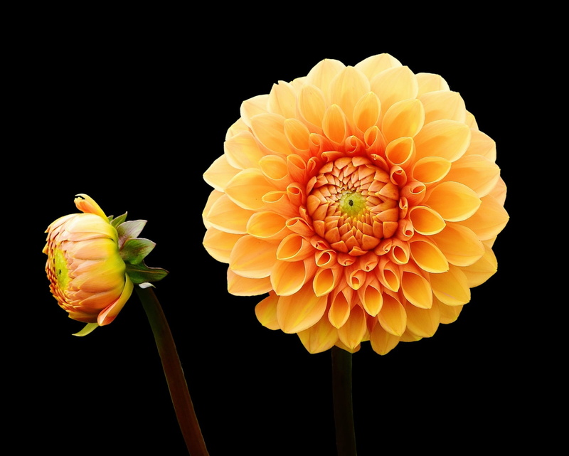 indoors, studio shot, black background, dahlia garden, beauty in nature, flower head, growth, photography, dahlia, orange, flower, dahlias, no people, garden