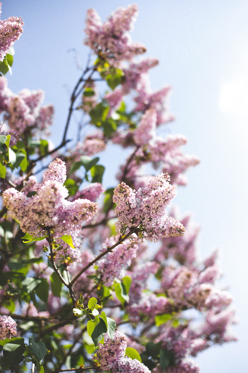 pink, flower, photography, blossom, green, summer, nature, hope, day, pink color, growth, botany, flowers, bright, springvibe, blur, lilac, blue, tree