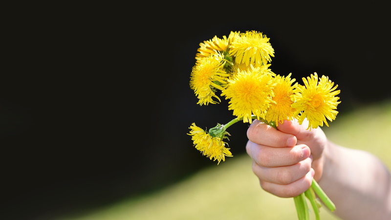 holding, human body part, vulnerability, flower, one person, flower head, studio shot, flower arrangement, beauty in nature, flowering plant, 5K, petaled