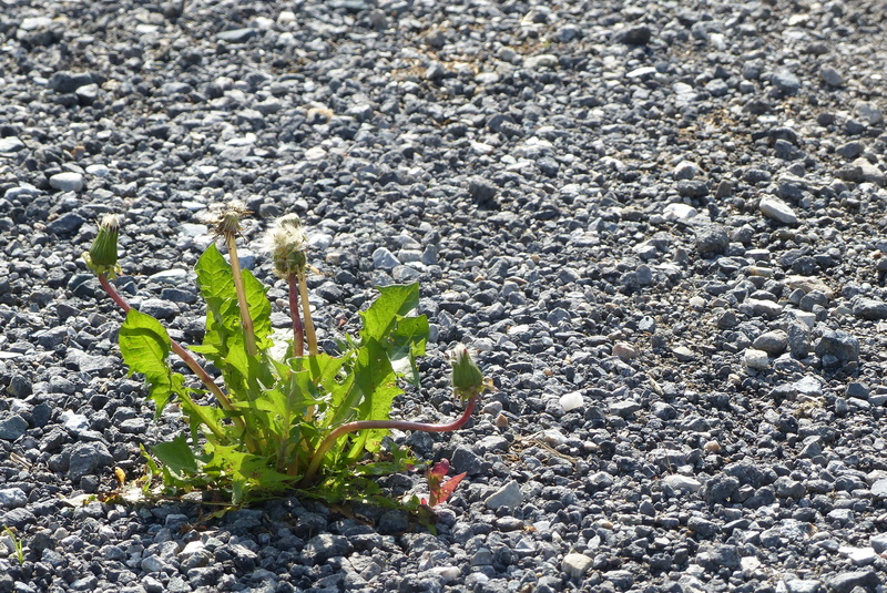 sunlight, growth, green color, 2K, plant, nature, dandelion, pebble, no people, freshness, outdoors, botany, field, flower, dirt, bloom, strength, durchsetzungsvermuegen