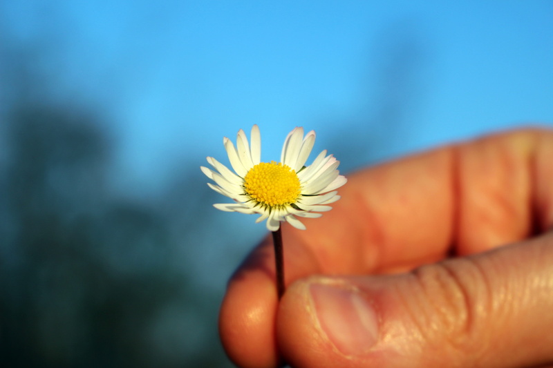 hand, body part, petal, loves, one person, Loves Me Not, give a flower, freshness, flower, human limb, holding, loves me or loves me not, fragility, nature