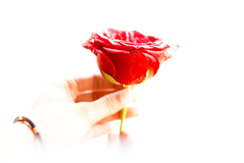 human finger, finger, holding, women, rose, food and drink, close-up, temptation, glass, food, one person, red, flower, refreshment, human hand, cut out
