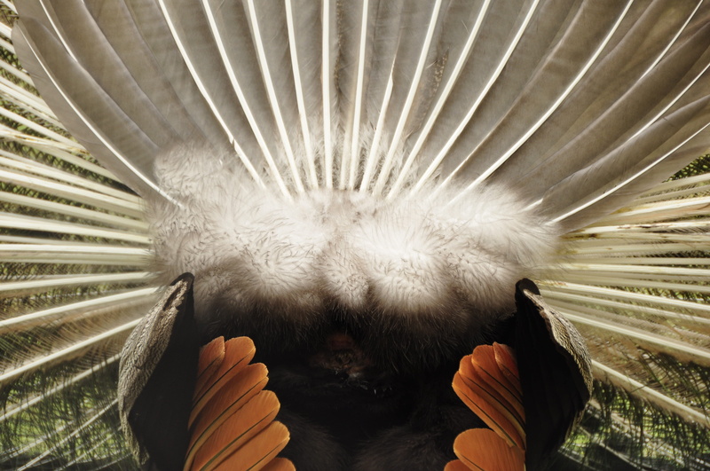 peacock, fanned out, plant, beauty in nature, outdoors, softness, one person, vertebrate, feather, 4K, one animal, day, animal wildlife, rear view, close-up