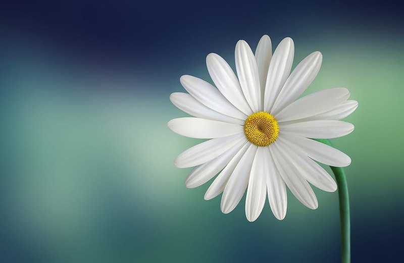 indoors, blue background, no people, flower head, beauty in nature, freshness, blossom, close-up, flora, white color, flower, fragility, inflorescence